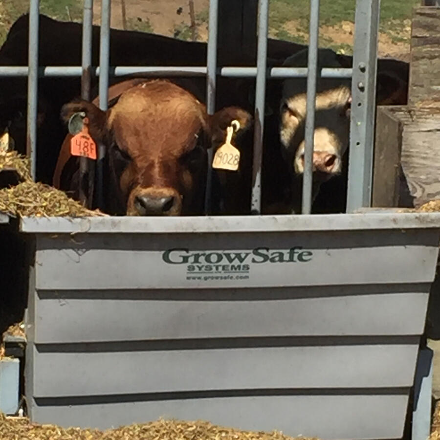 Feed Efficiency Bunk