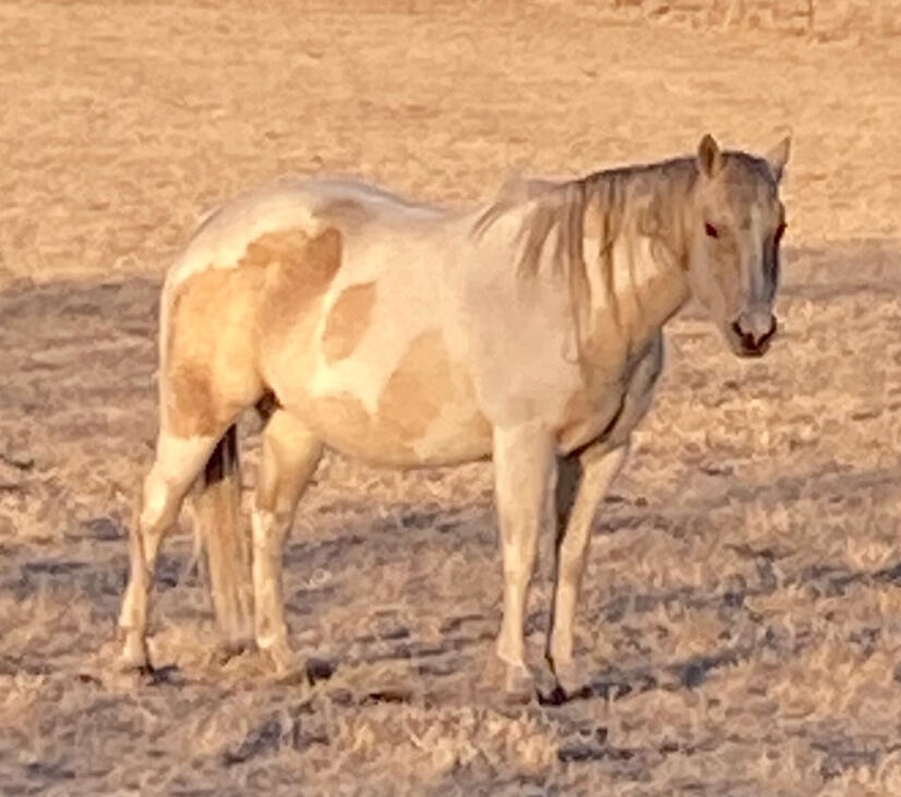 Sheer Risk Sheer Risk